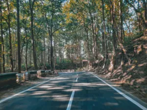 A car on a forest road in the hills near Nainital