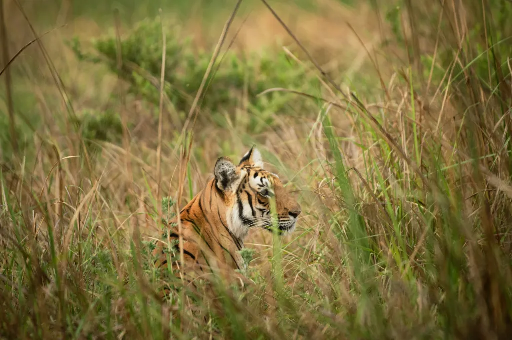 A Bengal tiger resting in tall grass at Dhikala, Jim Corbett National Park (photo: Jagrit Sachdeva, Unsplash)
