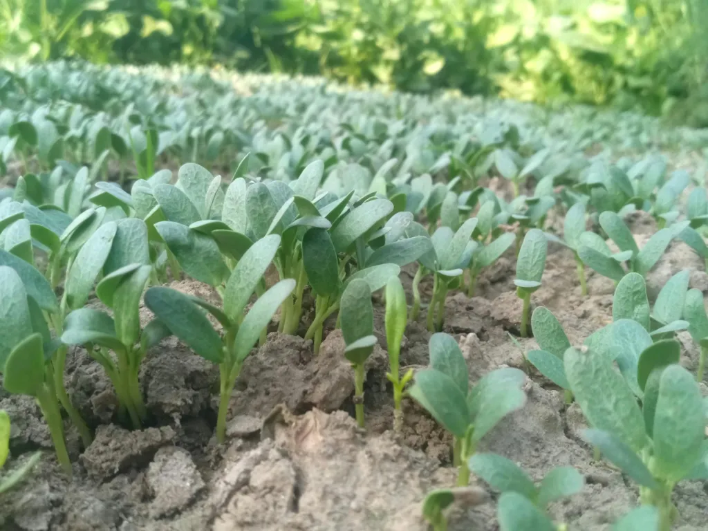 Fenugreek (methi) plants growing in soil