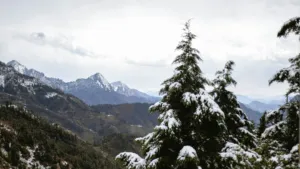 Snow-covered Himalayan range behind pine trees at Dhanaulti
