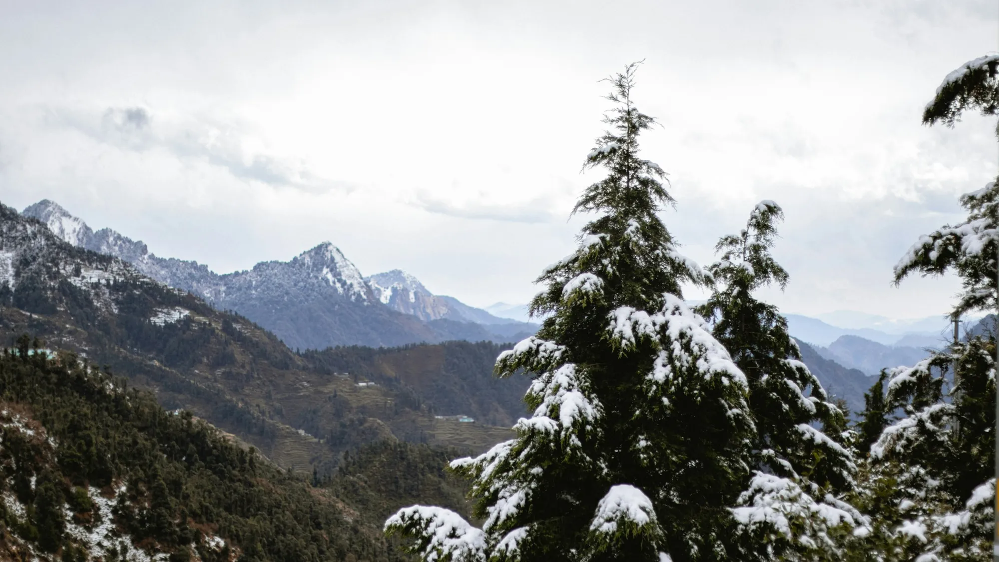 Snow-covered Himalayan range behind pine trees at Dhanaulti