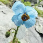 Valley of Flowers Trek