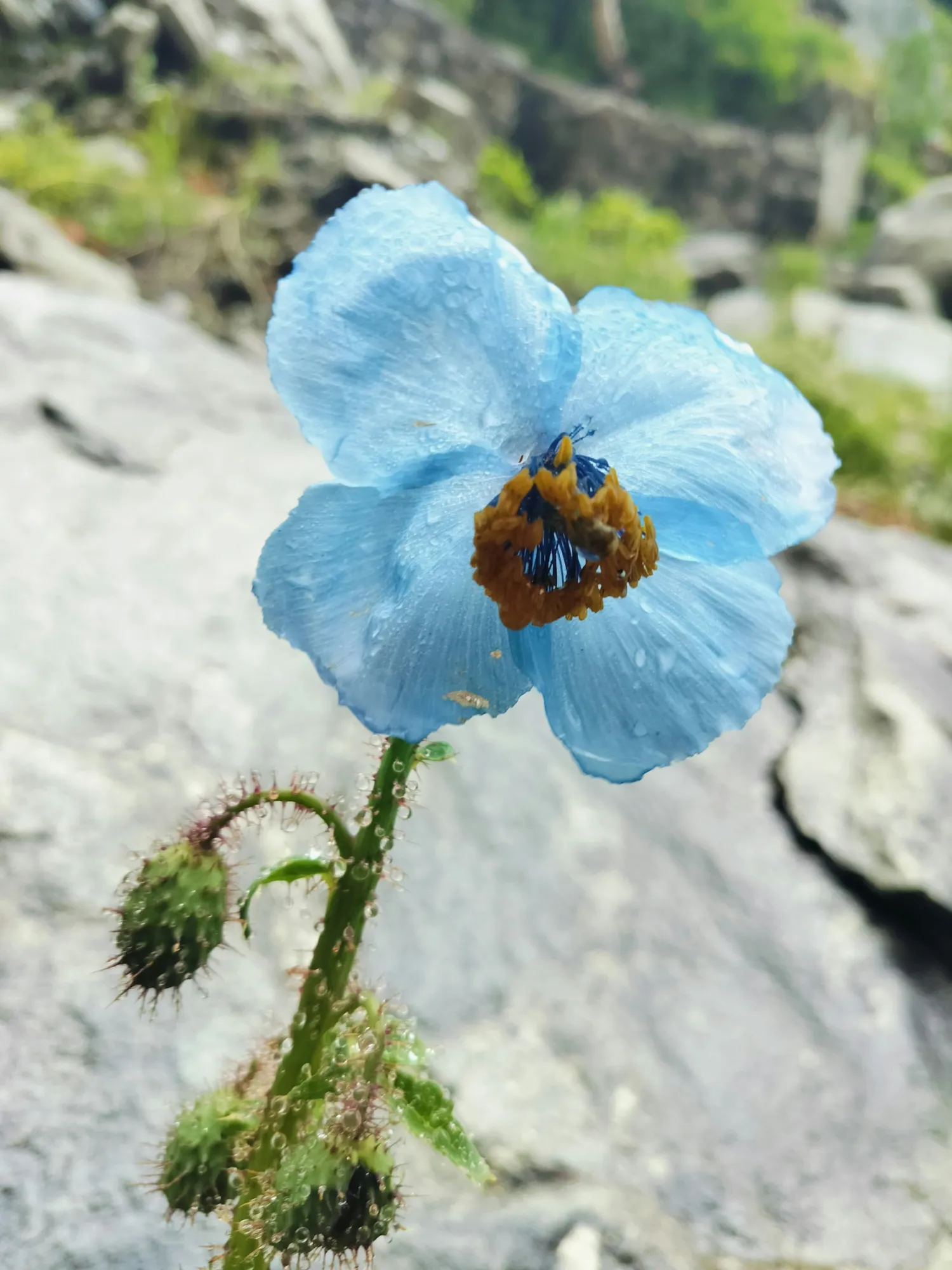 A blue Himalayan flower with a bee in the Valley of Flowers, Chamoli (photo: Trek The Himalayas, Unsplash)
